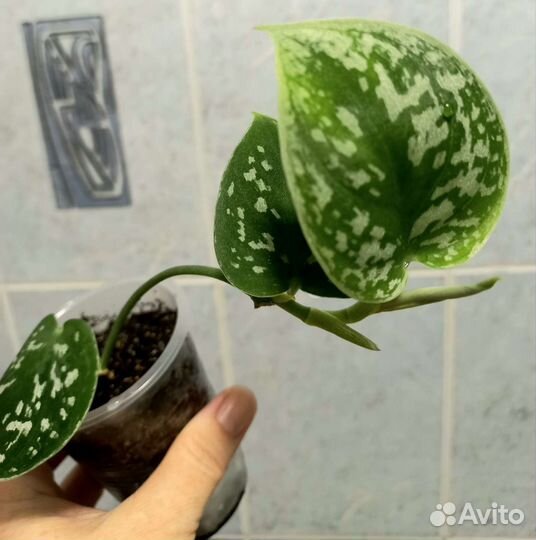 Эпипремнумы, сциндапсусы