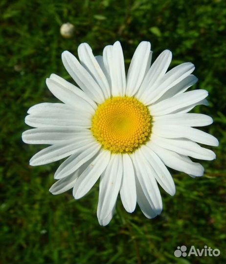 Ромашка крупная