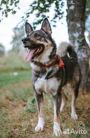 Прекрасному Байкалу не место в приюте