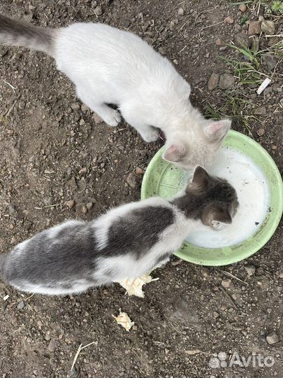Кошка в дар