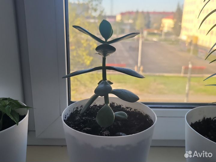 Денежное дерево