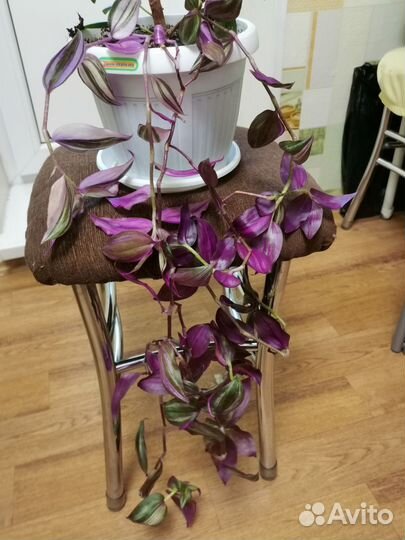 Традесканция