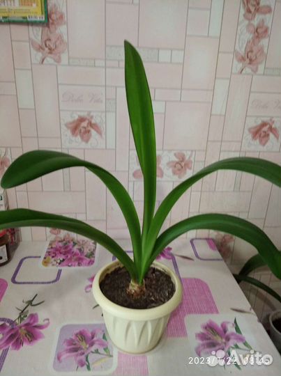 Гиппиаструм