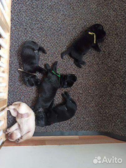 Щенки лабрадора