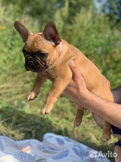 Французский бульдог Плюшечка