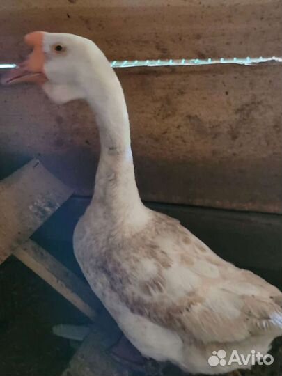 Семья гусей