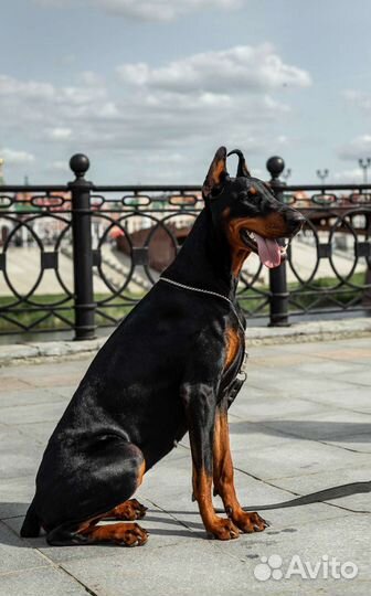 Фотосессия с доберманом