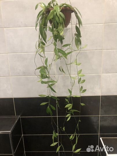 Хойи взрослые