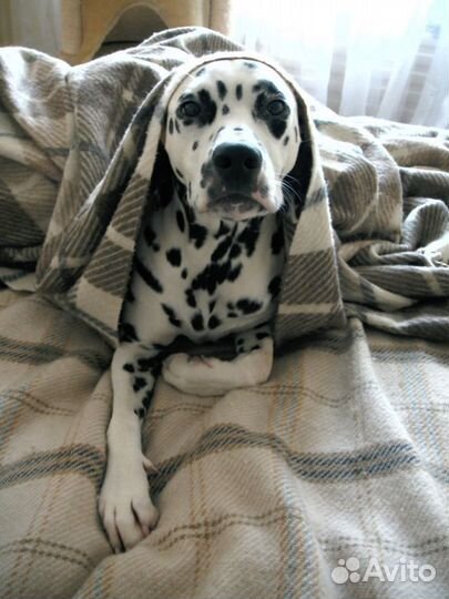 Зооняня, передержка животных: собак, грызунов