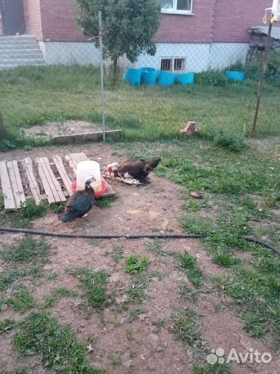 Птицы утки