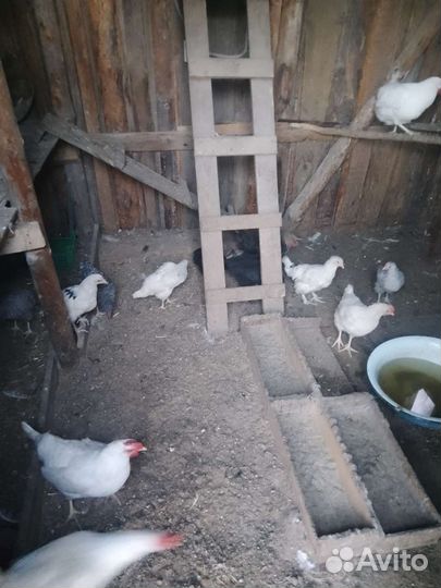 Продам петухов