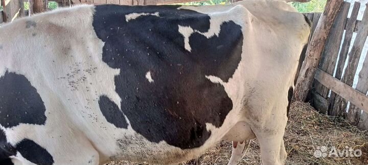 Продам первотелка стельная