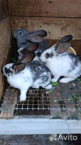 Кролики самцы и самки