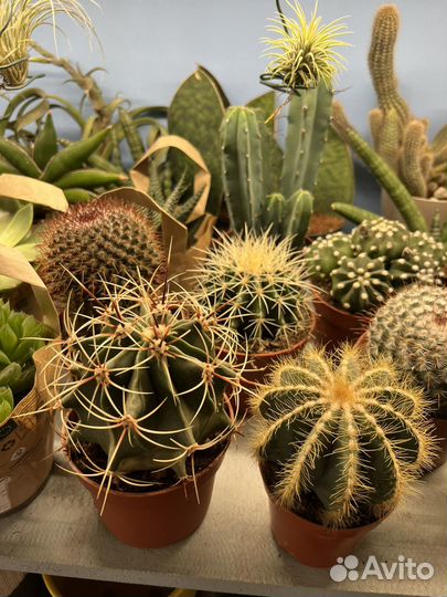 Кактусы и суккуленты