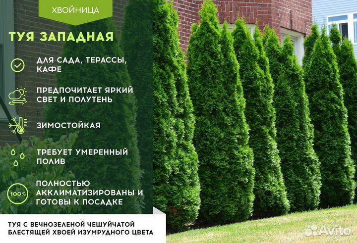Туи сортовые:Смарагд,Брабант,Колумна 2,8 м