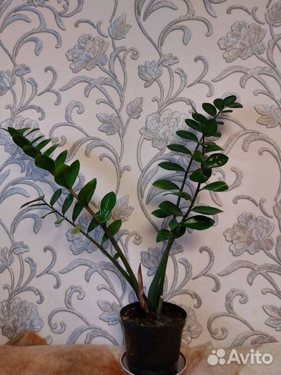 Продам Замиокулькас