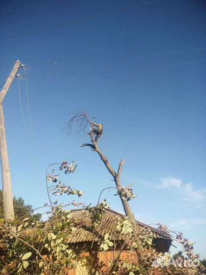 Спил деревьев