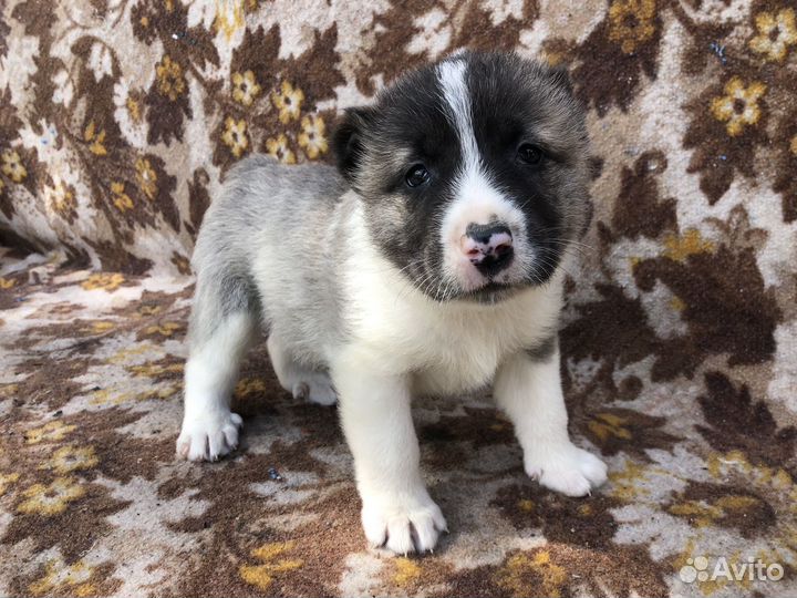 Среднеазиатская овчарка алабай щенки