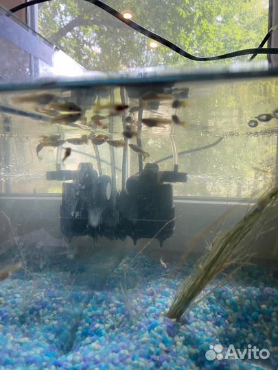 Аквариумные рыбки гуппи