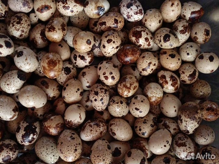 Яйцо перепелиное инкубационное