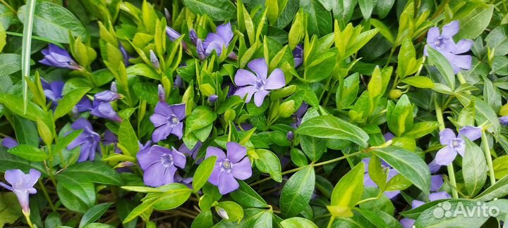 Барвинок, медуница, ромашки и др