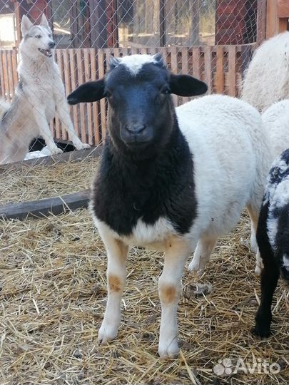 Баранчики помесные от дорпера