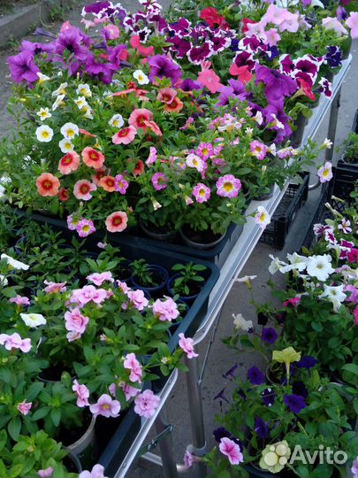 Черенки петунии, калибрахоа, георгины-патио