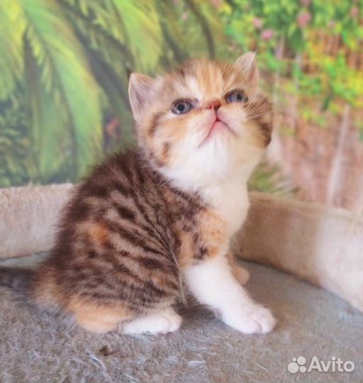 Экзотические кошки