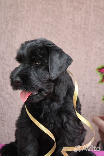 Щенок ризеншнауцера