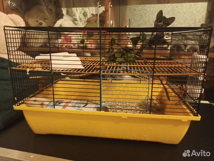 Крыска с клеткой