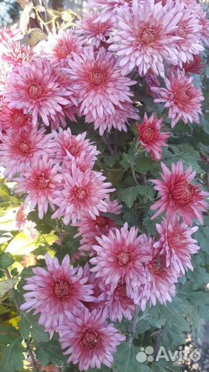 Дубки рассада