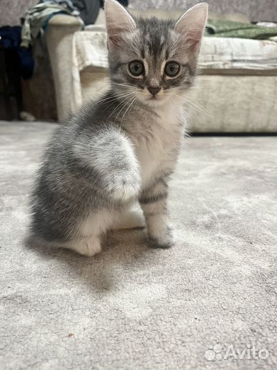 Котенок
