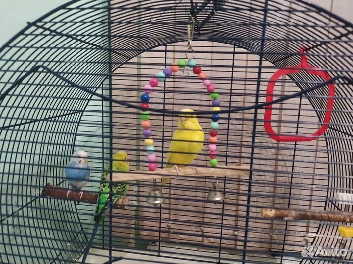 Волнистый попугай