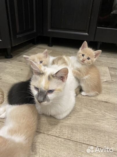 Котята в добрые руки даром