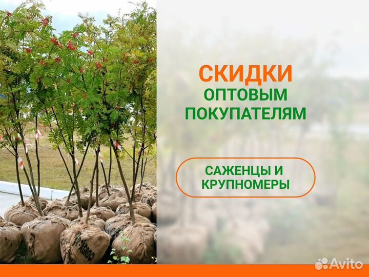 Саженцы хвойных, лиственных, плодовых деревьев