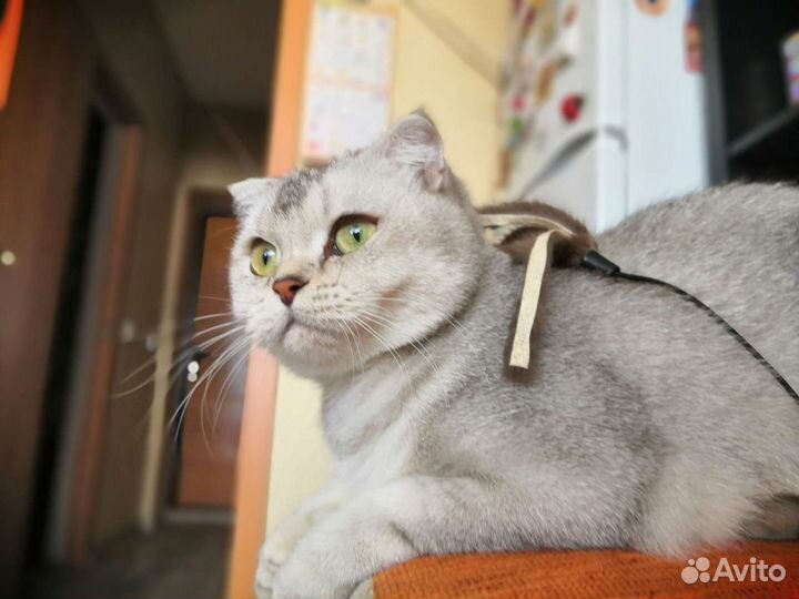 Ищем котика