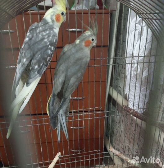 Пара корелл