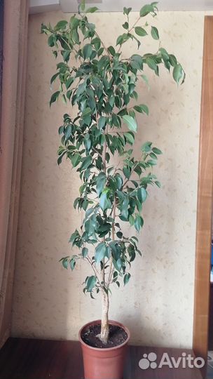 Фикус бенджамина большой