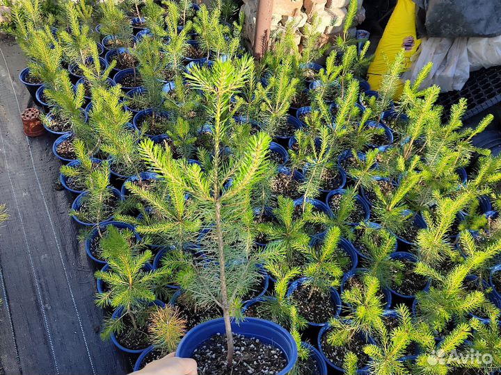 Сосна обыкновенная