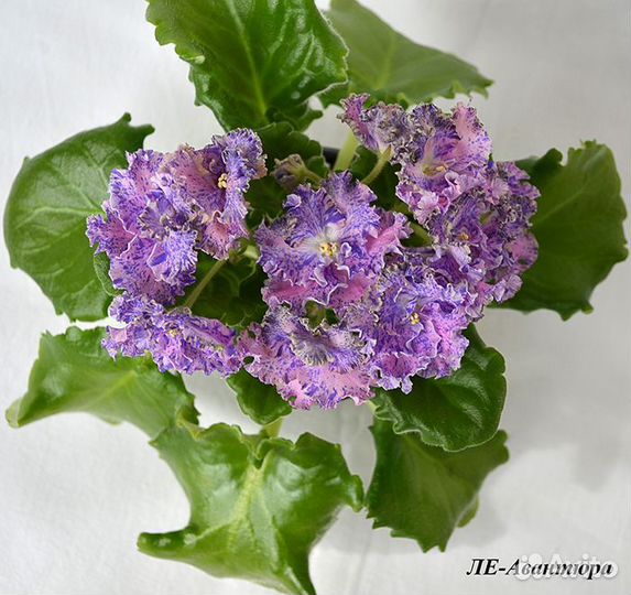 Фиалки лист срез