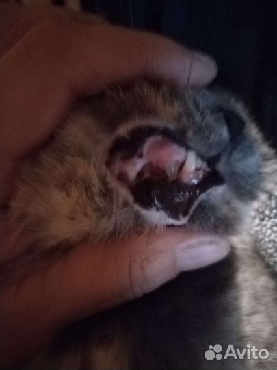 Ветеринарный врач выезд на дом