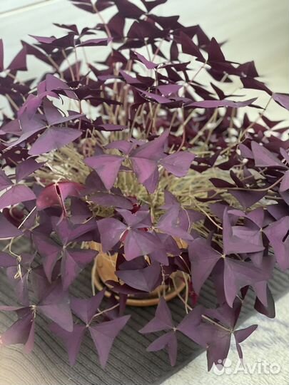 Комнатные цветы