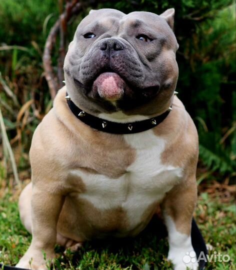 Американский Булли покет. Вязка