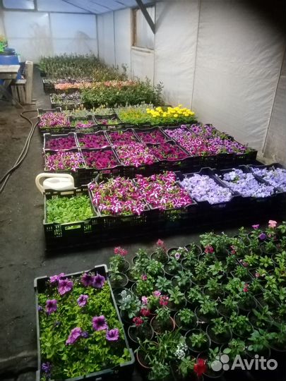 Рассада цветов