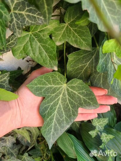 Плющ садовый