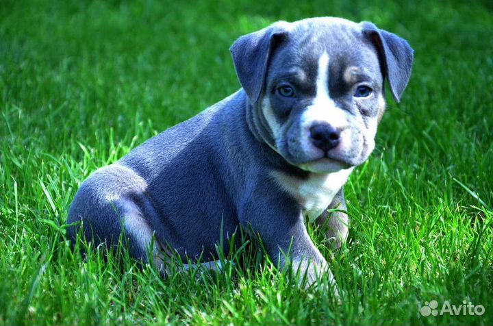 Американский булли щенки