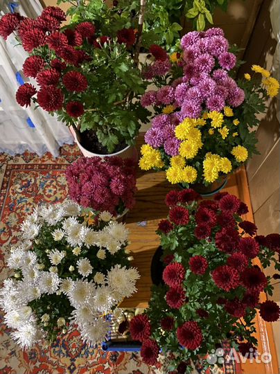 Хризантема