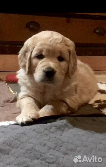 Щенки Золотистого ретривера от Чемпионов