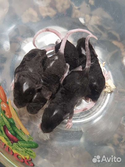 Декоративные мыши