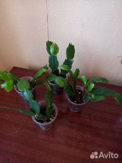 Зигокактус Шлюбмергера(декабрист)